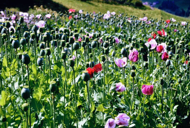 Mohn im Hausgarten (© Foto: Siegfried de Rachewiltz) Mohn im Hausgarten (© Foto: Siegfried de Rachewiltz)