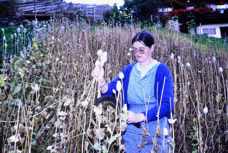 Ernte der Mohnkapseln (© Foto: Siegfried de Rachewiltz) Ernte der Mohnkapseln (© Foto: Siegfried de Rachewiltz)