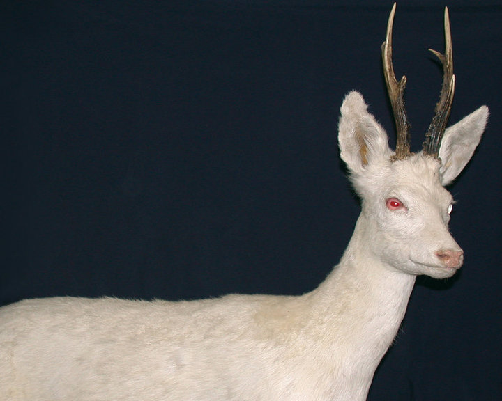 Rehl blanch (albino) Rehl blanch (albino)